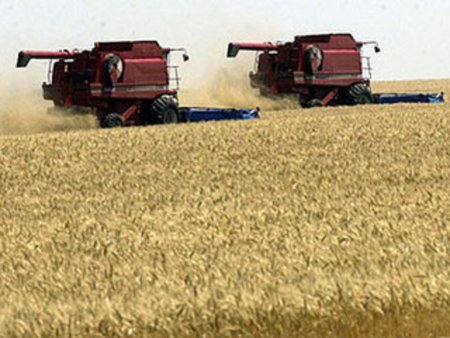 Египет закупает американскую пшеницу