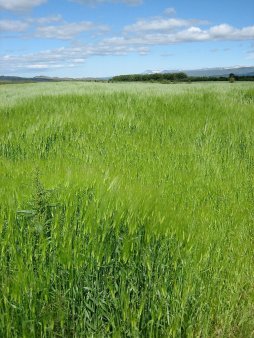 Япония проводит очередной тендер по закупке пшеницы