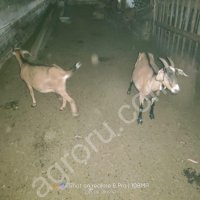 Козы молочной породы