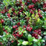 Брусника/клюква