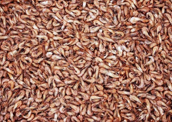 В Лондоне обсудят состояние и перспективы рынка холодноводной креветки