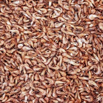 В Лондоне обсудят состояние и перспективы рынка холодноводной креветки