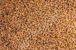 Пшеница ячмень соя рапс и др