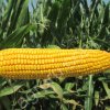 Ладожские семена Кукурузы