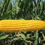 Ладожские семена Кукурузы