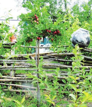 Размножение ягодников в сентябре