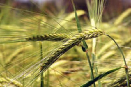 ООН может пожертвовать сельским хозяйством