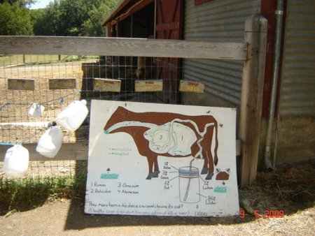 На Дону произвели больше животноводческой продукции и консервированных овощей