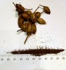 семена табака Премиум