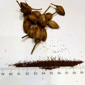 семена табака Премиум