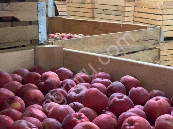 Яблоки оптом! (Американка и золотое превосходное)