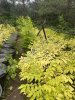 Бархат Амурский саженцы ЗКС пять лет