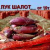 Лук шалот