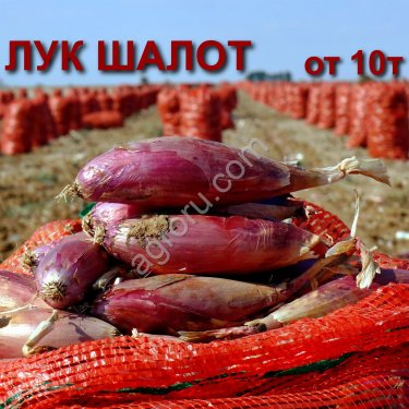 Лук шалот