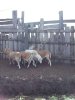 Чистокровные Катумские бараны
