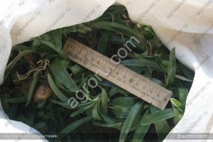 Ятрышник мужской живой корень и семена