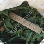 Ятрышник мужской живой корень и семена