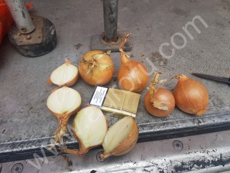 лук репчатый