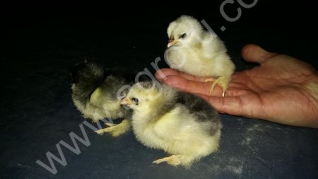 Петухи, куры, цыплята ( Брама,Павловская )