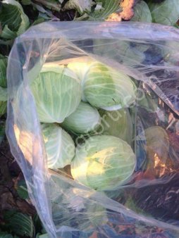 Капуста свежая