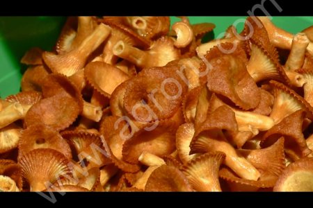 АВТОМАТИЧЕСКАЯ МАШИНА ВЫПЕЧКИ ИЗДЕЛИЯ ГРИБ ЛИСИЧКА