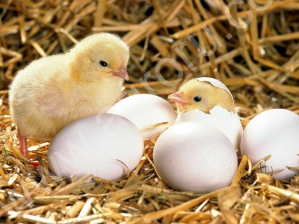 инкубационное яйцо разное