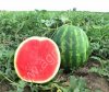 арбузы Каристан от фермера