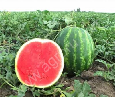 арбузы Каристан от фермера