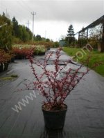 Саженцы лиственных и хвойных растений