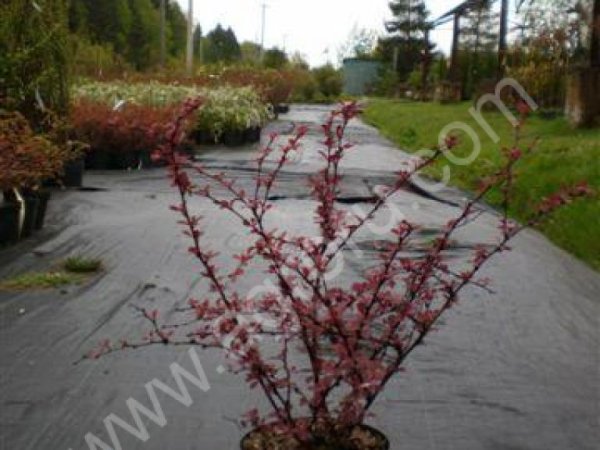 Саженцы лиственных и хвойных растений