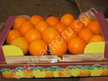 фрукты и овошей оптом из Египта и морока