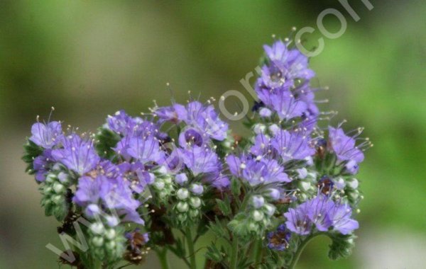 семена Фацелии