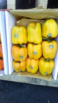 Перец болгарский