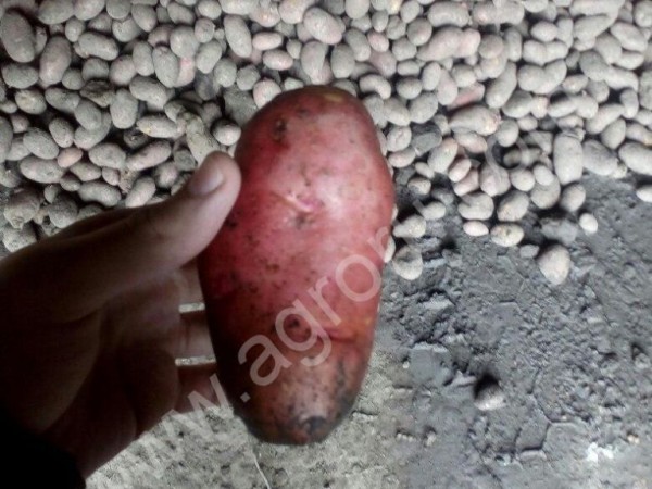 Картофель Розара Ароза Оптом 5+ из КФХ
