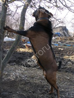 козла нубийца