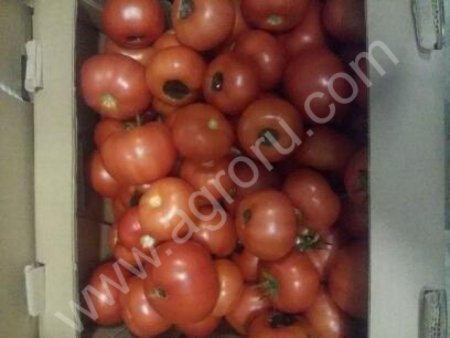 Томаты не стандарт для переработки