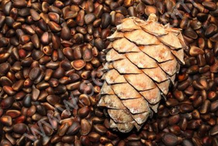 Кедровые орехи