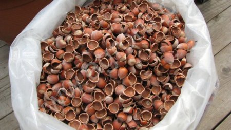 Скорлупа фундука