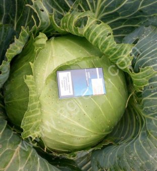 капусту оптом