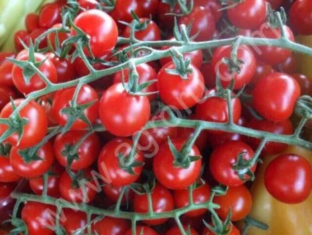 Помидоры Черри оптом от производителя