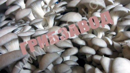 Грибные блоки  вешенки высокоуржайные.