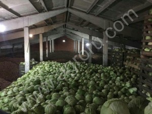 Капуста белокочанная