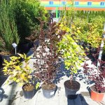 Пузыреплодник в ассортименте