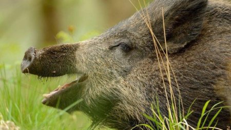 Стена от АЧС, - Краткий обзор рынка мяса