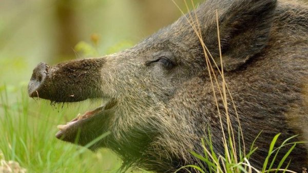 Стена от АЧС, - Краткий обзор рынка мяса