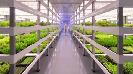 Фермерам откроют рынки,- Краткий обзор рынка овощей