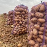 Картофель оптом