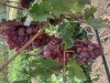 Виноград разных сортов