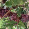 Виноград разных сортов