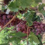 Виноград разных сортов
